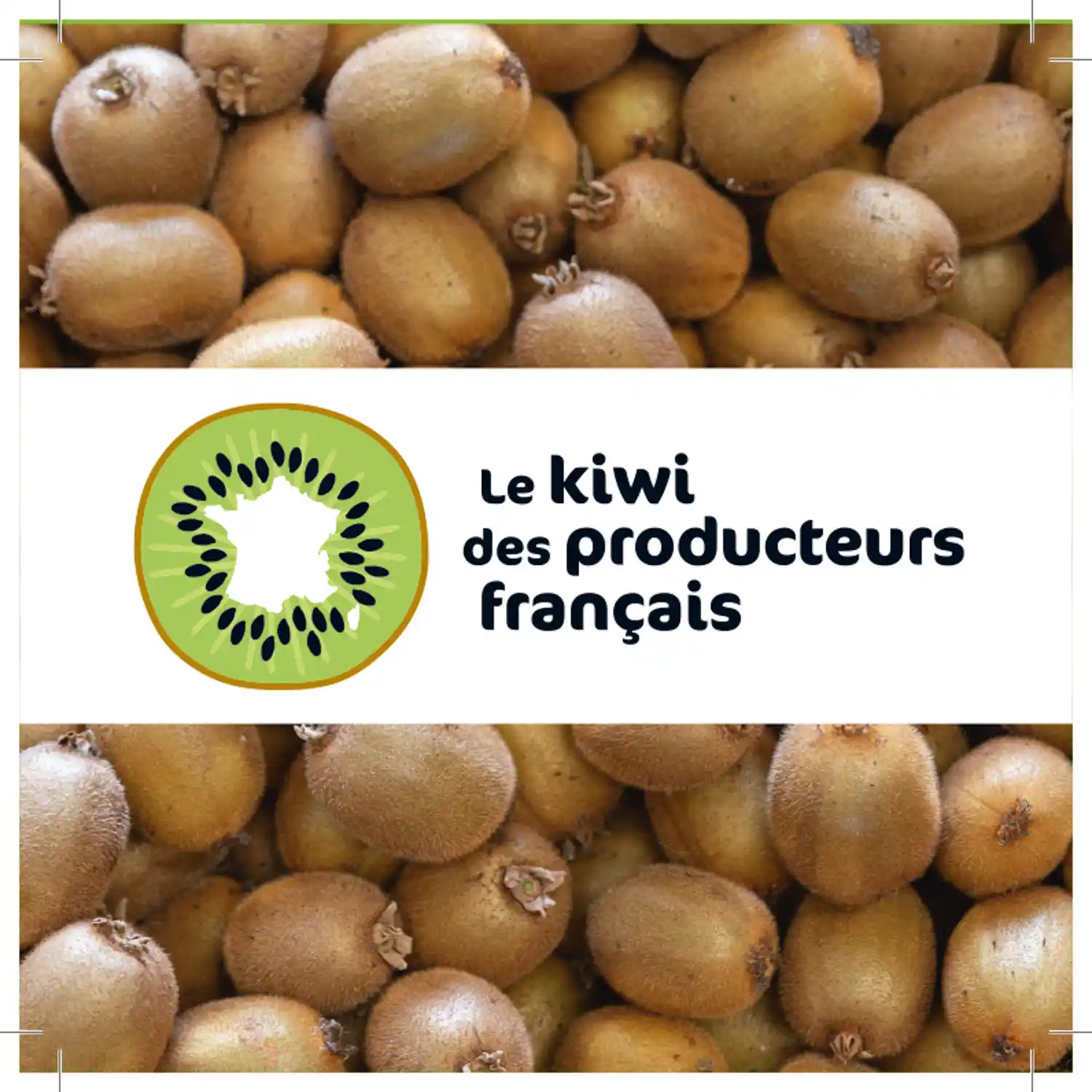 Le logo du Kiwi des producteur français sur une photo de kiwi en vrac.