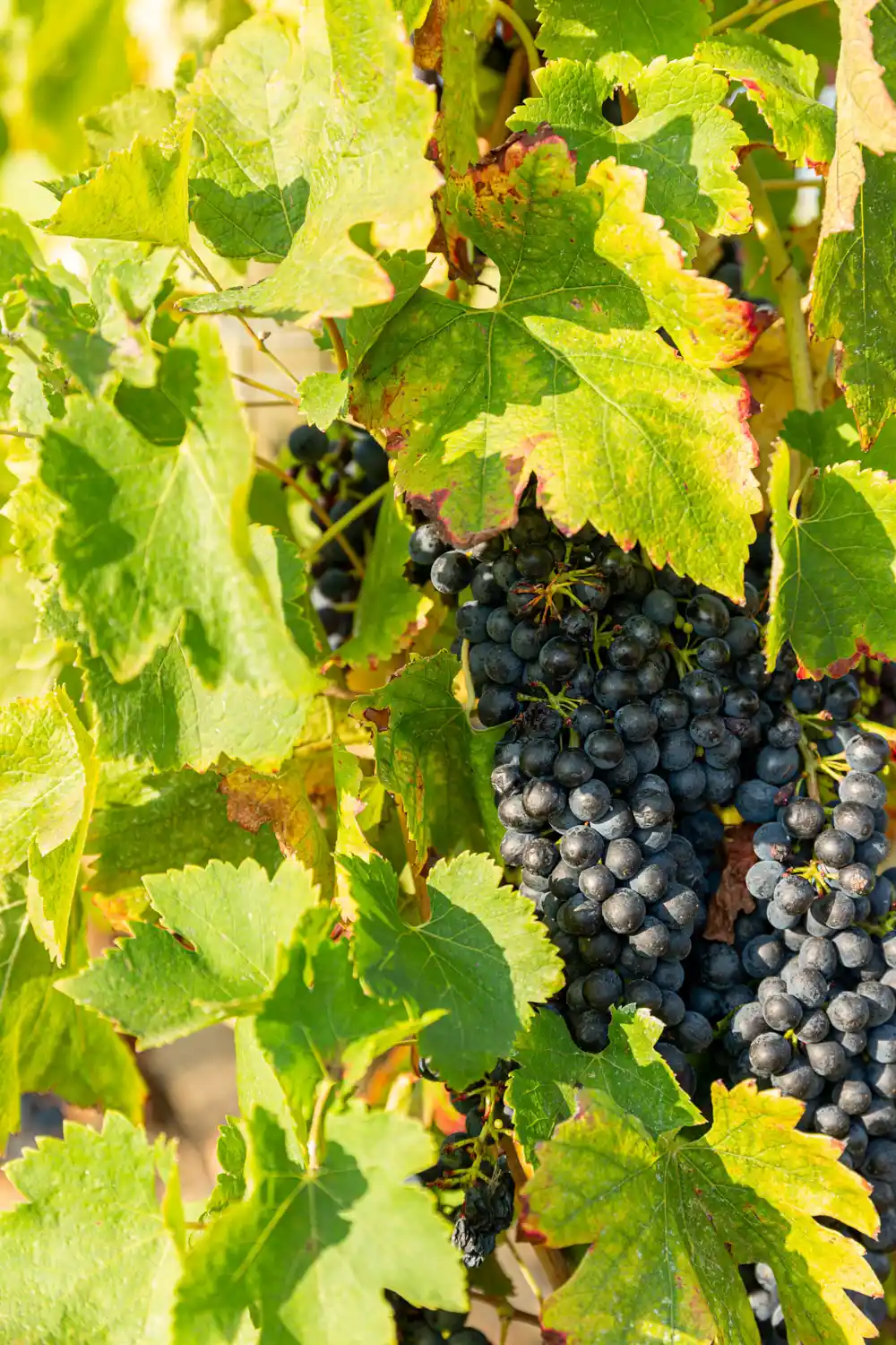 Des raisins au milieu de vignes